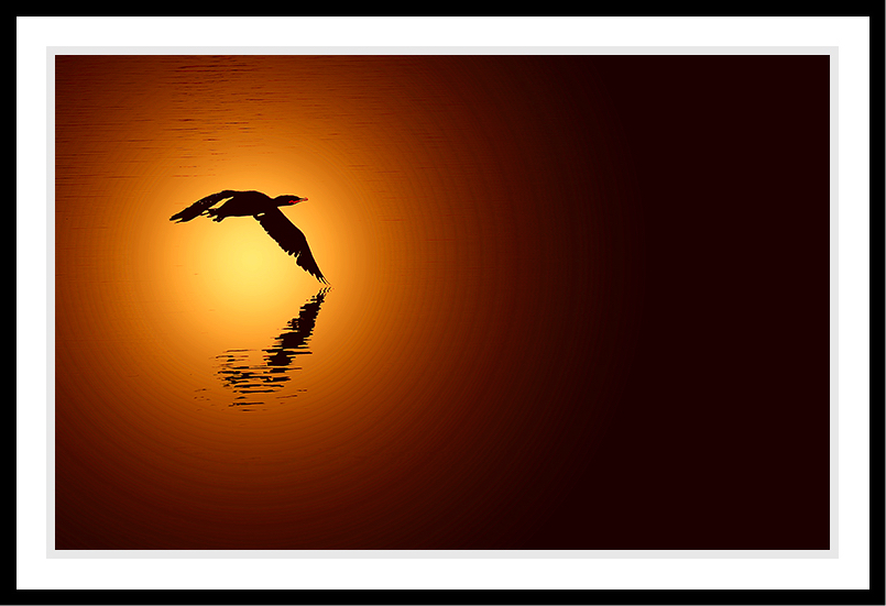 A circling bird near the water with orange background.